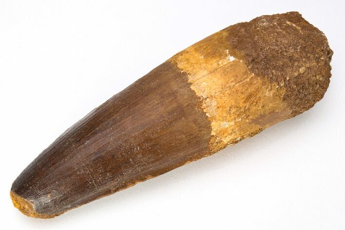 Huge, Real Spinosaurus Tooth - Kem Kem Beds, Morocco #206181